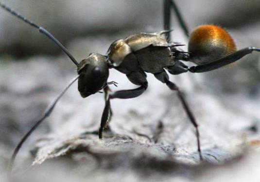 Kaip atsikratyti namu skruzdžių?