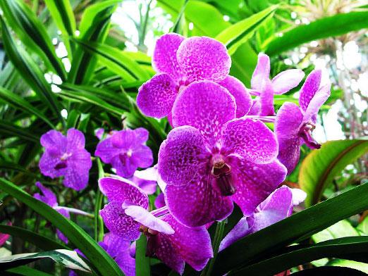 Kaip vanduo orchidėją?