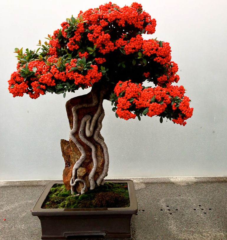 bonsai