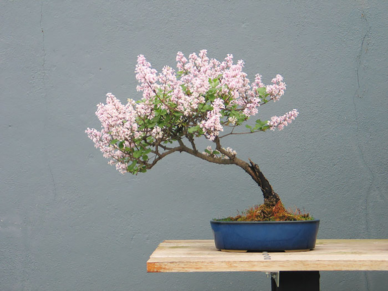 bonsai