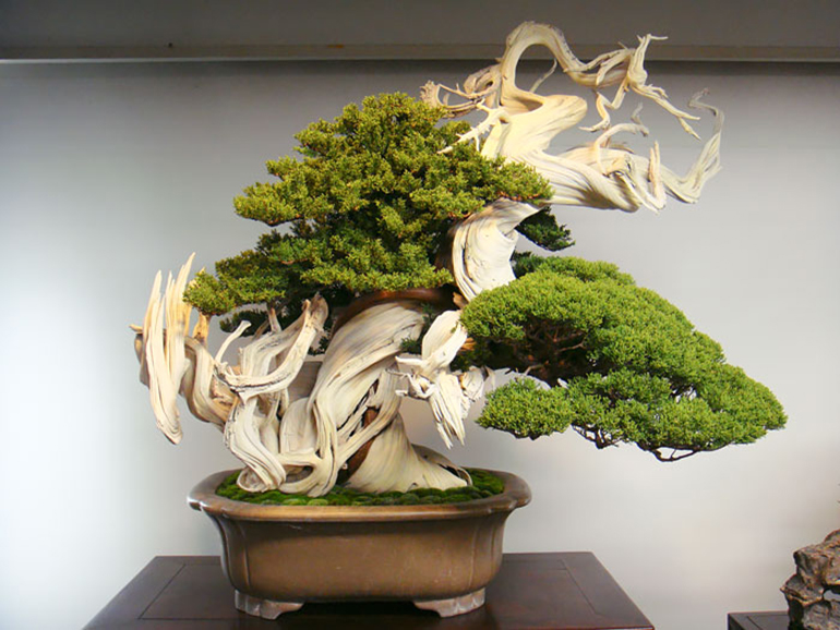 bonsai