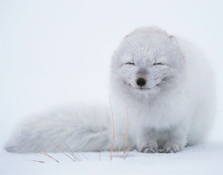 smiling fox