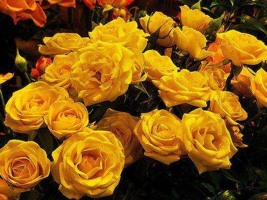 Ką geltonos rožės suteikia?