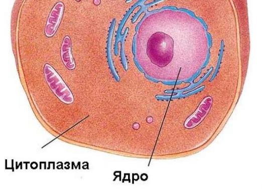 Kas yra citoplazma?