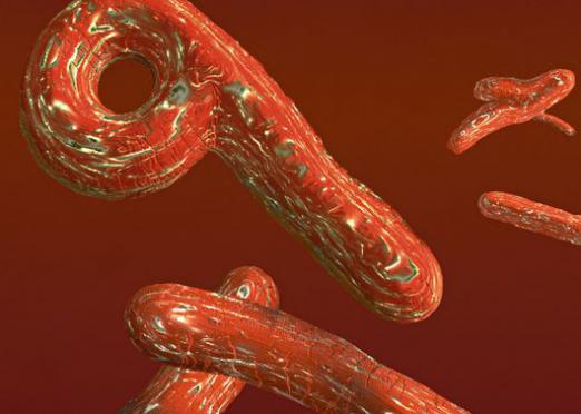 Ebola virusas: kas tai yra?