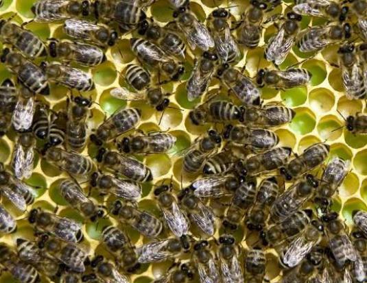 Kaip atsikratyti bičių?