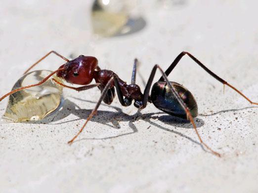 Kiek kojų turi skruzdėlių?